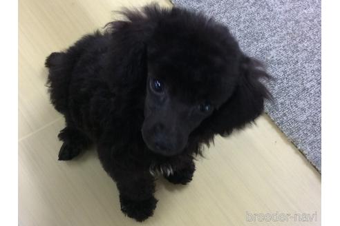 成約済の山口県のトイプードル-188474の2枚目
